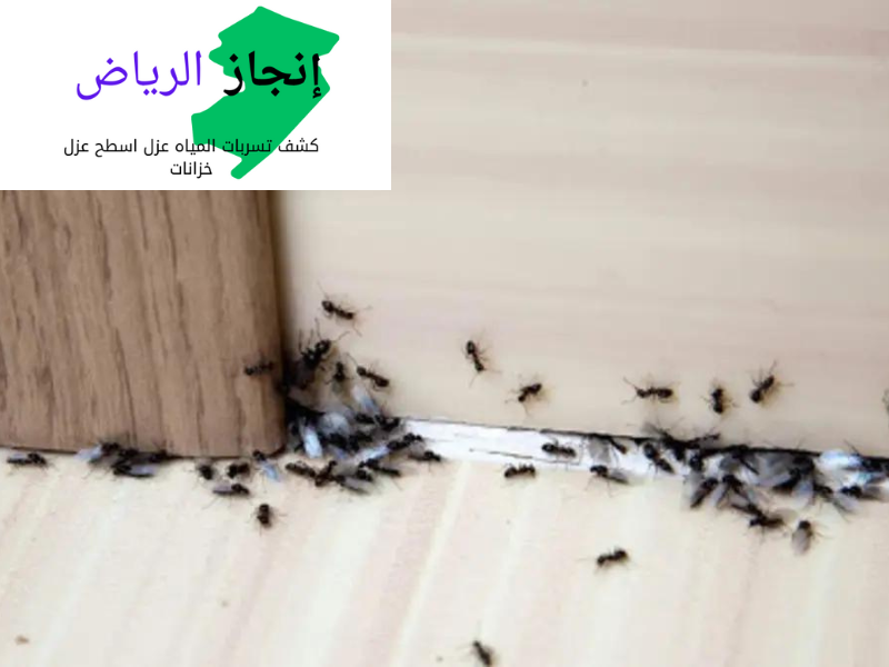 شركة مكافحة الحشرات بالرياض