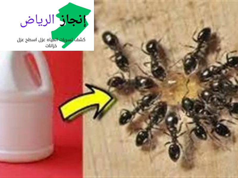شركة رش مبيد حشري