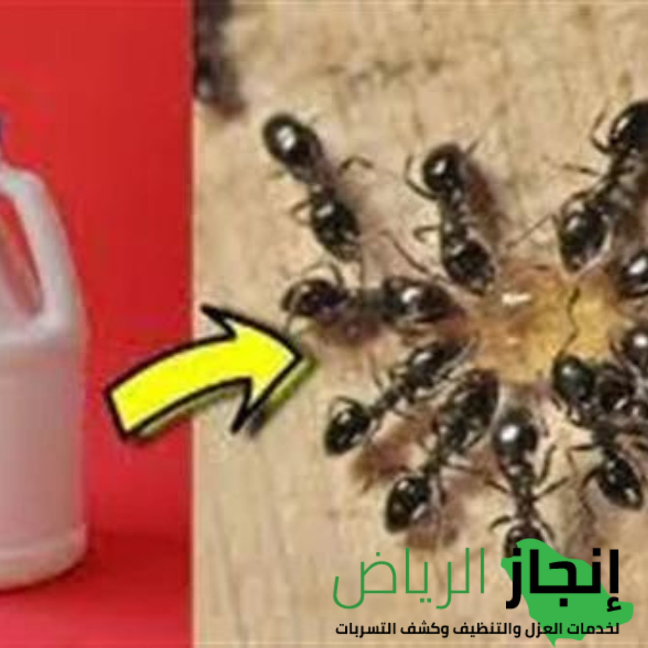 شركة مكافحة الحشرات المنزلية بالمبيدات  في الرياض 