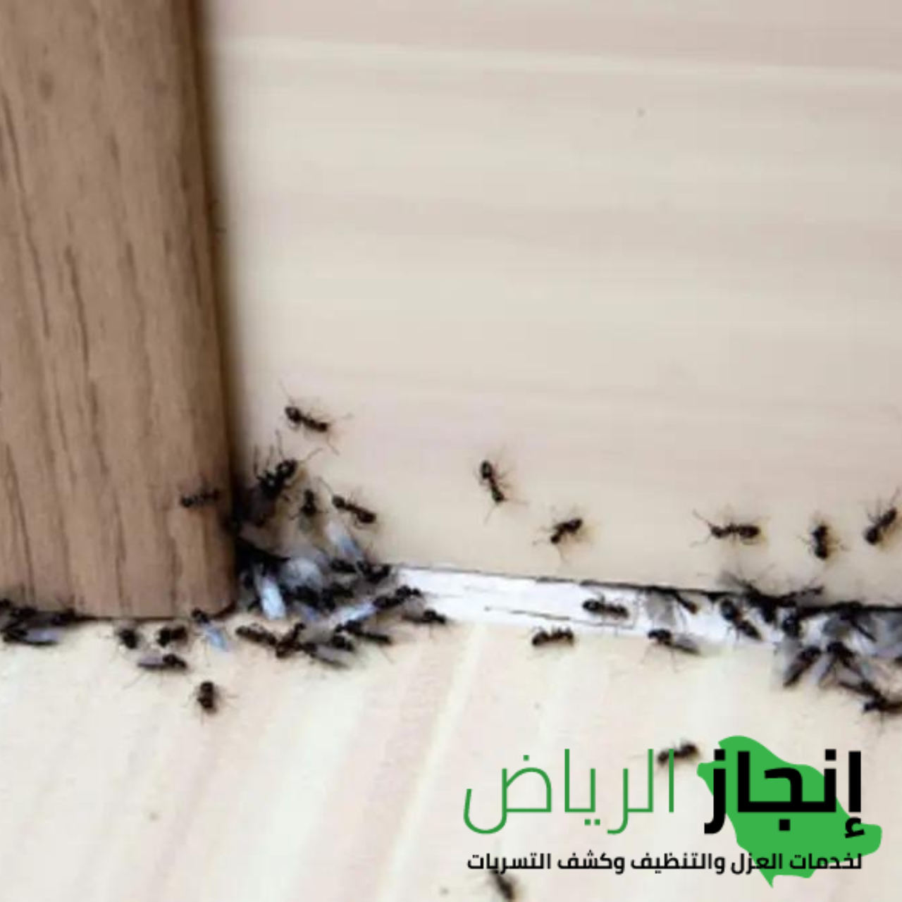 شركة مكافحة الحشرات المنزلية بالمبيدات  في الرياض 