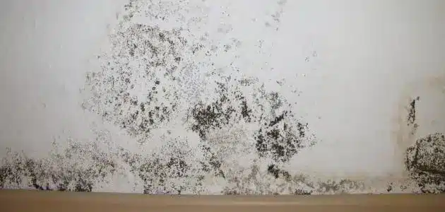 شركة معالجة الرطوبة