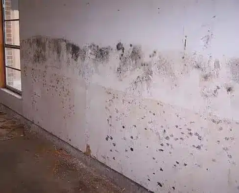 شركة معالجة الرطوبة