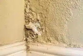 شركة معالجة الرطوبة