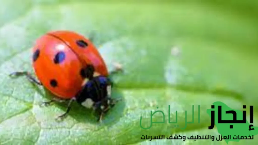 شركة مكافحة الصراصير بالرياض