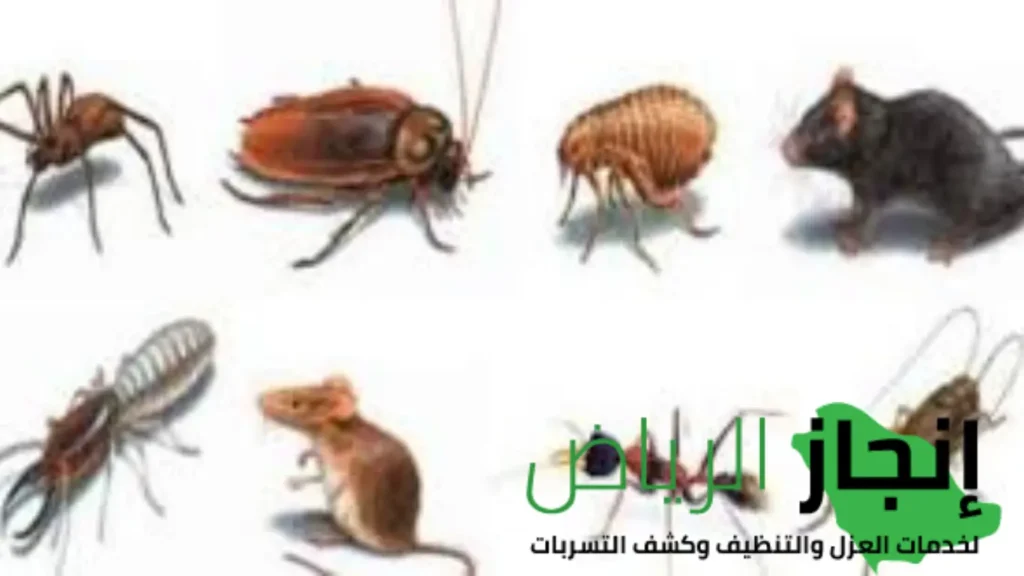 شركة مكافحة الصراصير بالرياض