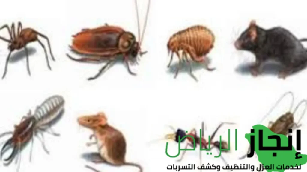 إسعار رش مبيدات حشرية 