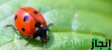 شركة انجاز الرياض لمكافحة الحشرات