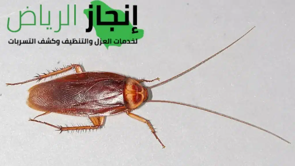  شركة رش مبيد حشري بالخرج