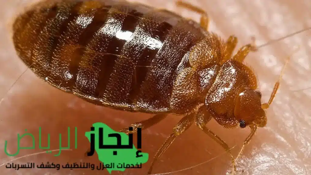 مكافحة بق الفراش 