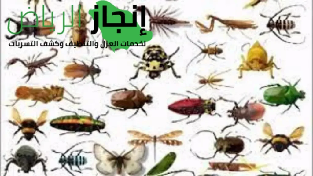 مكافحة الفئران بالرياض