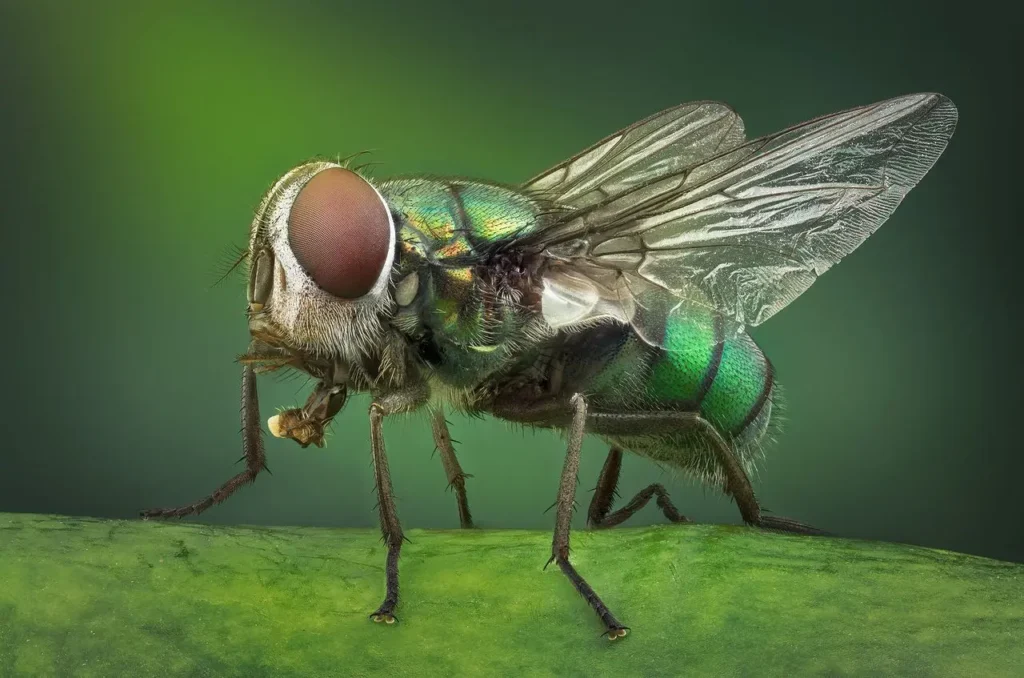 افضل شركة رش مبيدات بالرياض