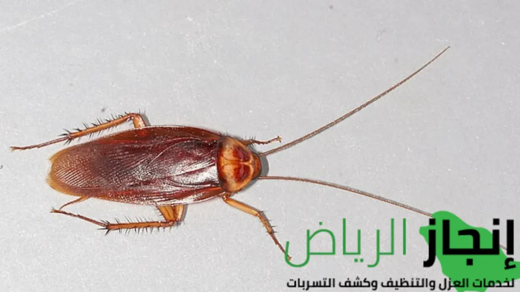 مكافحة الحشرات المنزليه بمواد نهائية