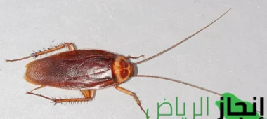 مكافحة الحشرات المنزليه بمواد نهائية