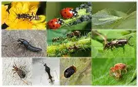 رش المبيدات ومكافحة الحشرات